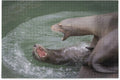 Wellsay Grumpy Sea Otter Fight On Watercraft Dock Jigsaw Puzzles 500 Pieces Puzzle for Adults Kids DIY Gift